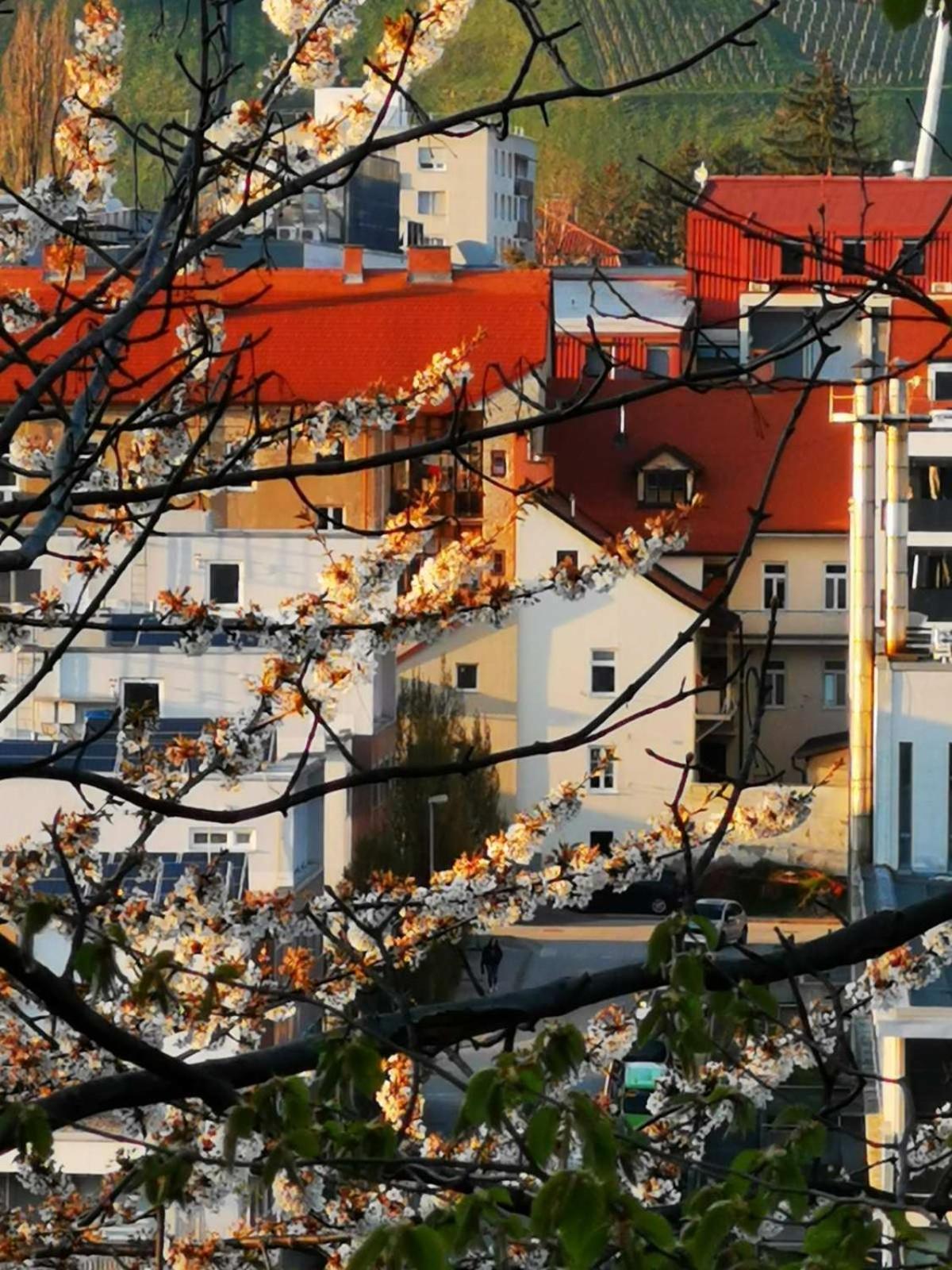Apartment Mari&Bor Μαριμπόρ Εξωτερικό φωτογραφία